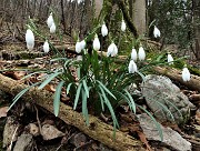 In CANTO ALTO (1146 m) da casa (Zogno, 310 m) ad anello (3mar21) - FOTOGALLERY